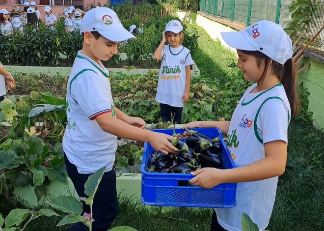 Minik Çiftçiler ektiklerini biçti